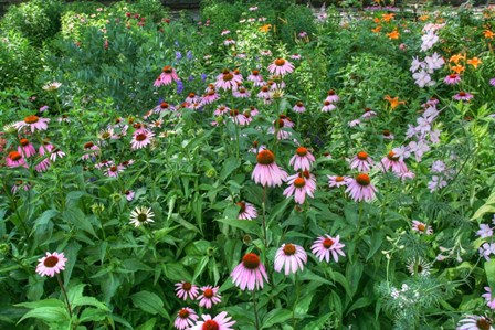 Echinacea by Robert Goldwitz art print