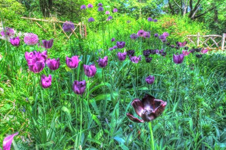 Garden Purple Tulips by Robert Goldwitz art print