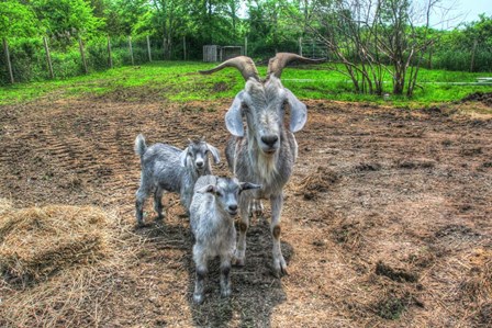 Goats by Robert Goldwitz art print