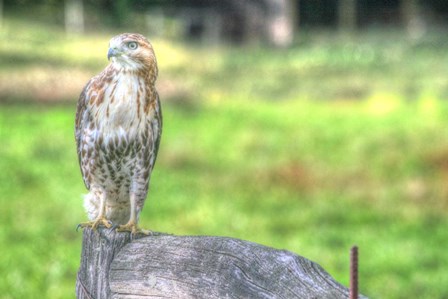 Hawk And Fence by Robert Goldwitz art print