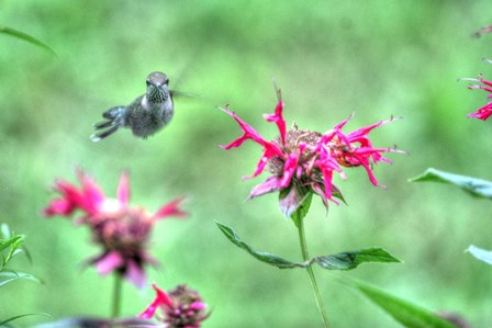 Hummingbird 3 by Robert Goldwitz art print