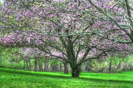 Mauve Blossom Trees by Robert Goldwitz art print