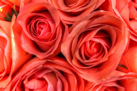 Roses in a Bunch by Robert Goldwitz art print