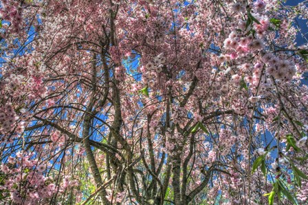 Pink Blossom Trees by Robert Goldwitz art print