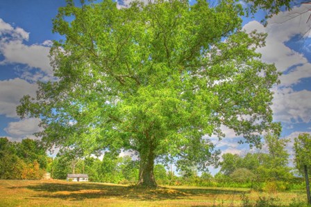 Robibbero Tree by Robert Goldwitz art print