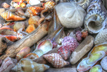 Shells I by Robert Goldwitz art print