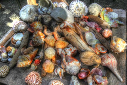 Shells III by Robert Goldwitz art print