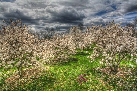 Spring Orchard by Robert Goldwitz art print