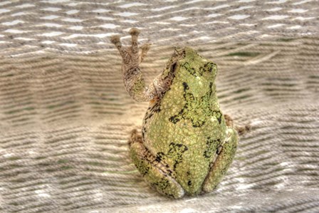 Tree Frog by Robert Goldwitz art print