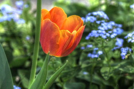 Tulip Blue Background by Robert Goldwitz art print