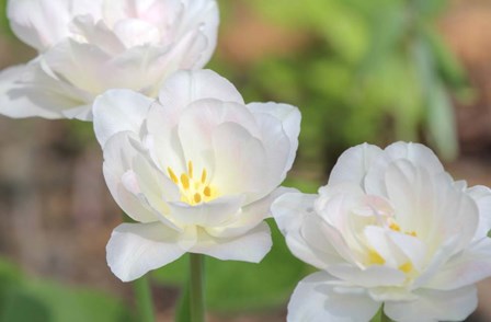 Tulip Three by Robert Goldwitz art print
