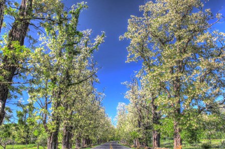 While Tree Blossoms Roadside by Robert Goldwitz art print