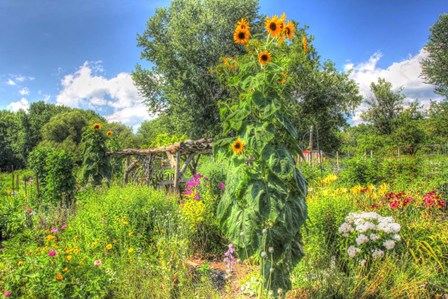 Sunflowers and Garden by Robert Goldwitz art print