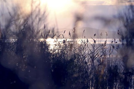 Afternoon Glory by Incredi art print