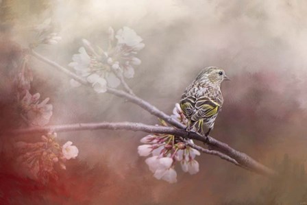 Siskin In The Garden by Jai Johnson art print