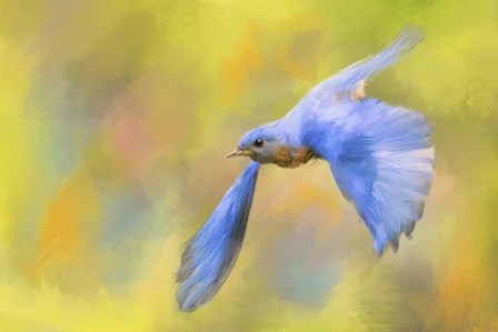 Bluebird Spring Flight by Jai Johnson art print