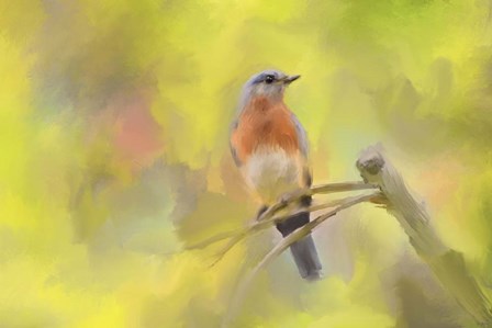 Spring Bluebird by Jai Johnson art print