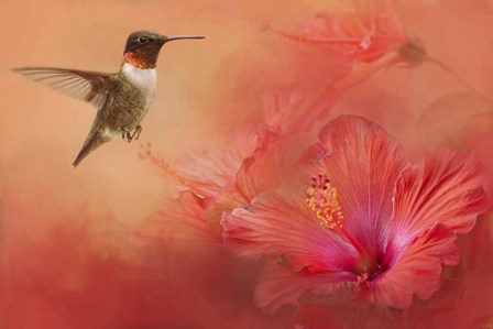 Hummingbird and Peach Hibiscus by Jai Johnson art print