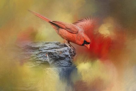 Dive In by Jai Johnson art print