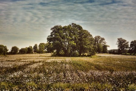 Trees In The Cotton Field by Jai Johnson art print