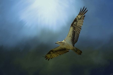 Osprey In The Evening Light by Jai Johnson art print