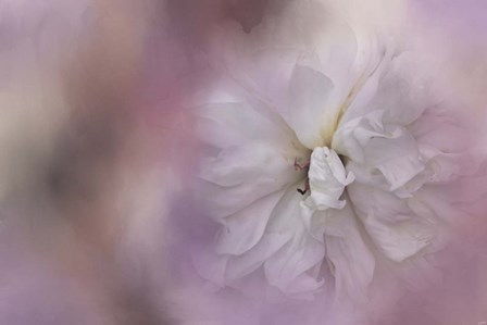 White Peony 3 by Jai Johnson art print