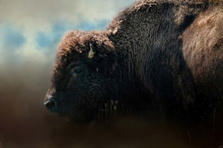 American Bison After The Storm by Jai Johnson art print