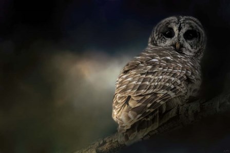 Barred Owl On A Winter Night by Jai Johnson art print