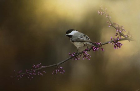 Chickadee In The Golden Light by Jai Johnson art print