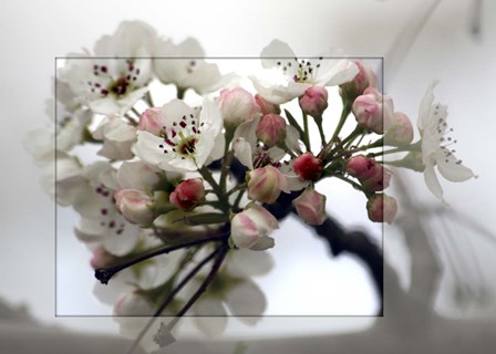 Cherry Blooms by Karen J. Williams art print