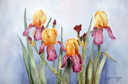 Irises Four by Arie Reinhardt Taylor art print