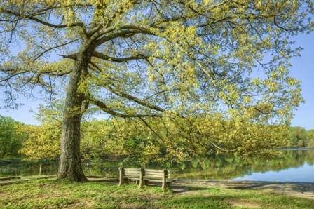 I Will Wait for You in Spring by Celebrate Life Gallery art print