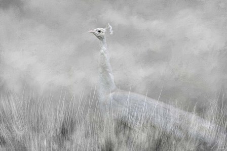 White Beauty In The Field by Jai Johnson art print