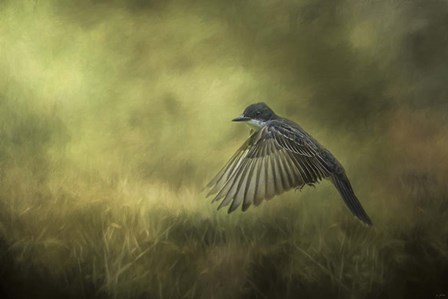 Hovering by Jai Johnson art print