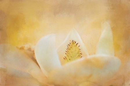 Late Magnolia 2 by Jai Johnson art print