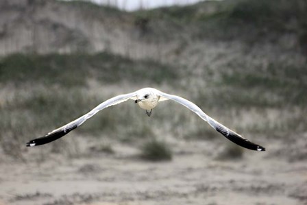 Flight by Karen J. Williams art print