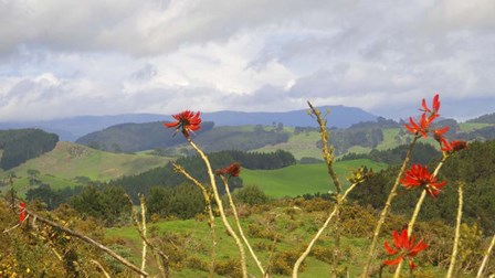 New Zealand 5 by Karen J. Williams art print