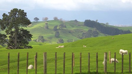 New Zealand 7 by Karen J. Williams art print