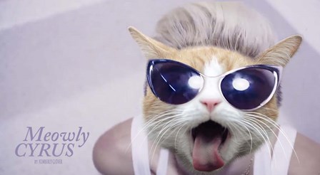 Meowly Cyrus by Kimberly Glover art print