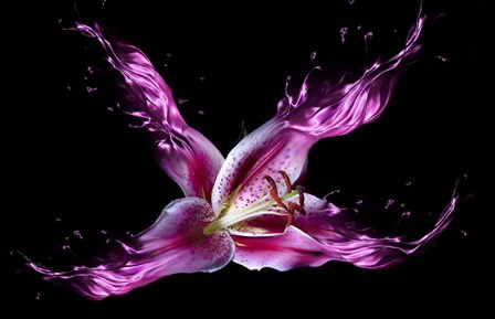 Liquid Lilly by Lori Hutchison art print