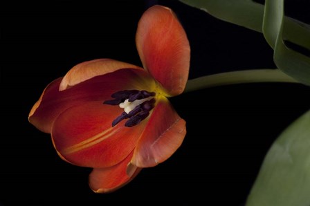 Orange Tulip by Lori Hutchison art print