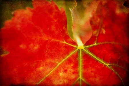 Autumn's Fire by Jessica Rogers Photography art print