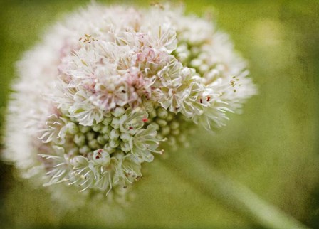 Ever So Softly by Jessica Rogers Photography art print