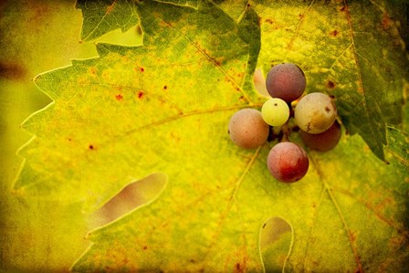 Leaf and Cluster 1 by Jessica Rogers Photography art print