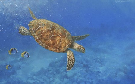 Sea Turtle by Michael Jackson art print