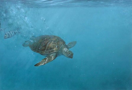 Turtle 2 by Michael Jackson art print