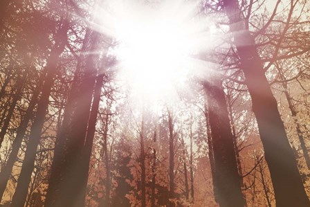 Sun Dance by Posters International Studio art print