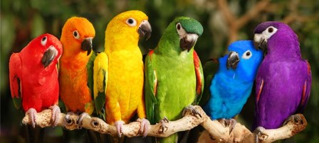 Rainbow Parrots by Mike Jones Photo art print