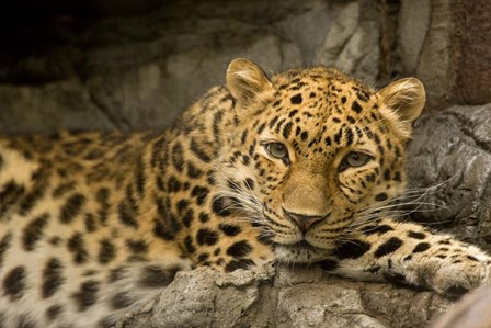 Denver Zoo Snow Leopard by Mike Jones Photo art print
