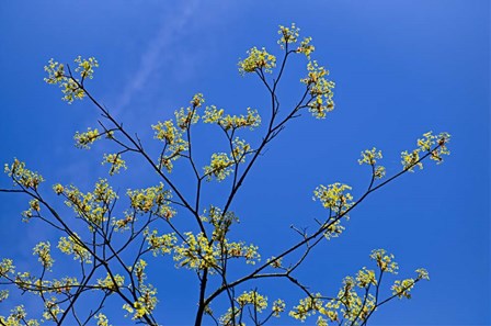 Maple Flowers by Cora Niele art print